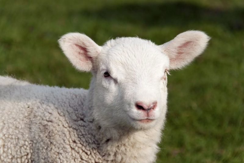 Melatonin Benefits Sheep's Wool & Reproduction - MELAWIN Melatonin Implants